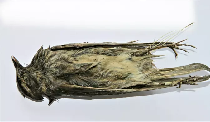 This photo shows a 4 000-year-old mummified red-winged thrush.