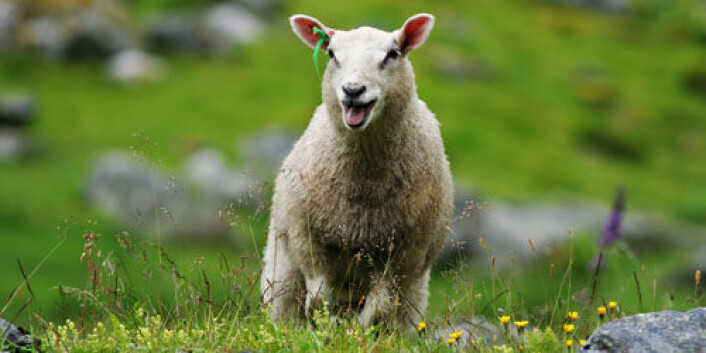 Foto: Shutterstock Foto: Shutterstock
