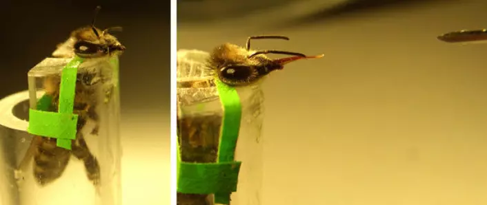 Venstre: En bie er plassert i et plastrør og festet med et bånd bak hodet og overkroppen, klar for forsøket. Høyre: Bien strekker ut sugesnabelen mot sprøyten med sukkervann. (Foto: Bente Smedal, UMB)