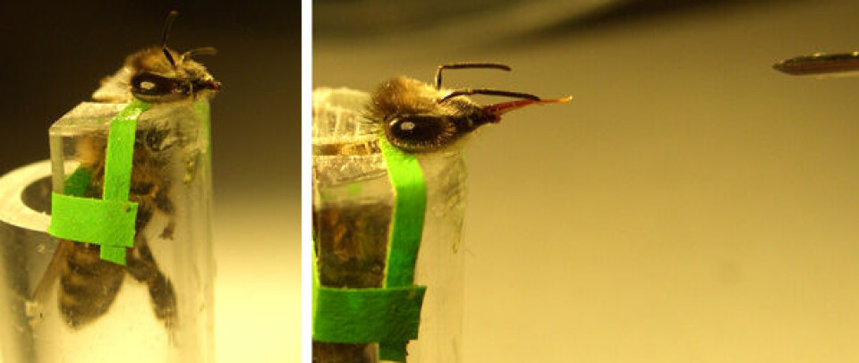 Venstre: En bie er plassert i et plastrør og festet med et bånd bak hodet og overkroppen, klar for forsøket. Høyre: Bien strekker ut sugesnabelen mot sprøyten med sukkervann. (Foto: Bente Smedal, UMB)