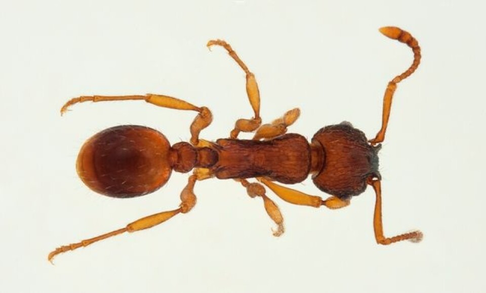 Myrmica specioides er foreslått å hete Tørrmarkeitermaur. (Foto: Karsten Sund, NHM)