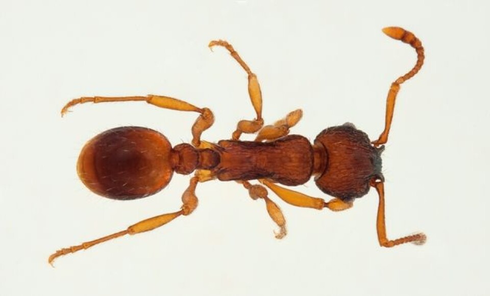 Myrmica specioides er foreslått å hete Tørrmarkeitermaur. (Foto: Karsten Sund, NHM)