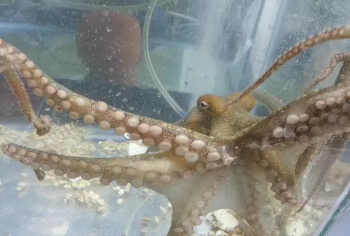 En av blekksprutene som Z. Yan Wang og kolleger har forsket på.