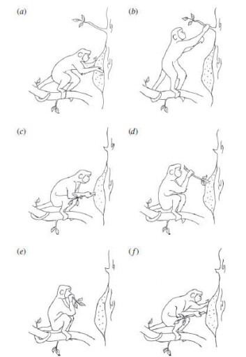 Så gjør vi så: Illustrasjonen viser avansert teknikk for termittjakt hos C. flavius. Klikk for større versjon av figuren. (Ill: Souto et. al./Biology Letters) Så gjør vi så: Illustrasjonen viser avansert teknikk for termittjakt hos C. flavius. Klikk for større versjon av figuren. (Ill: Souto et. al./Biology Letters)