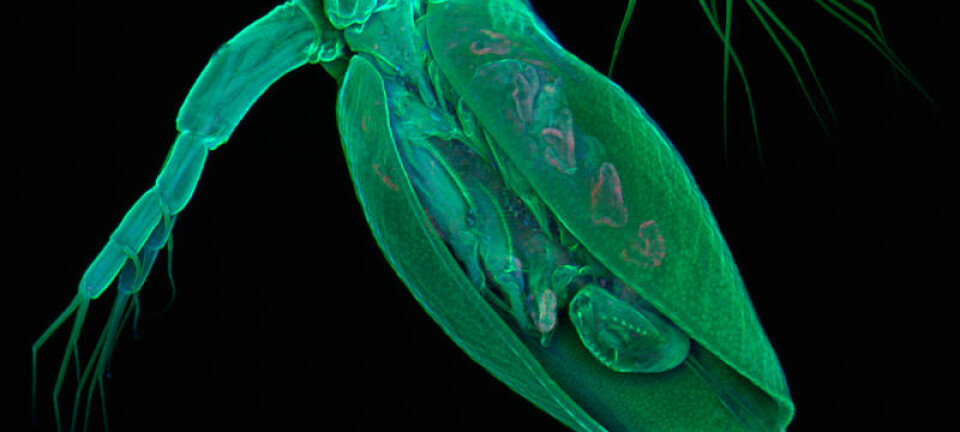 Daphnia pulex er et nesten-mikroskopisk krepsdyr som lever i dammer og innsjøer. (Foto: Jan Michels, Kiels Christian-Albrechts-universitet)