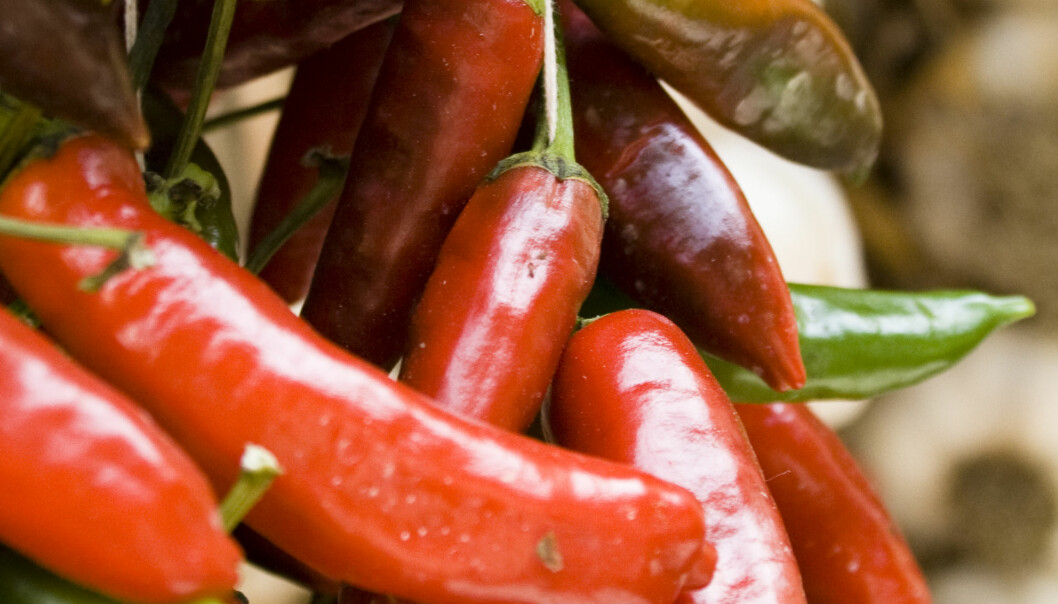 Insekter gjør chili hot