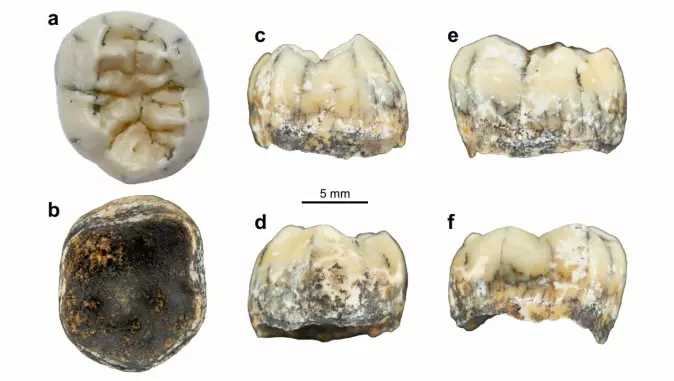 Denisova-tann: Fotografier av tannen fra ulike vinkler.