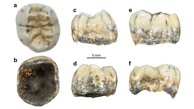 Denisova tooth: pictures of tanning from different angles.