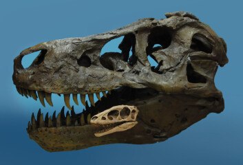 Skallen til Raptorex blir liten ved siden av skallen til "Sue", den kjente Tyrannosaurus Rex ved Field Museum. (Foto: Paul Sereno)