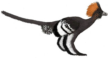 "Det er denne dinosauren, Anchiornis huxleyi, som nå har fått fargepryd - en uke etter slektningen Sinosauropteryx. (Foto: Michael A. Digiorgio)" "Det er denne dinosauren, Anchiornis huxleyi, som nå har fått fargepryd - en uke etter slektningen Sinosauropteryx. (Foto: Michael A. Digiorgio)"