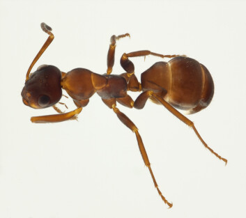 Formica cunicularia er foreslått å hete "Brunlig sauemaur". (Foto: Karsten Sund, NHM) Formica cunicularia er foreslått å hete "Brunlig sauemaur". (Foto: Karsten Sund, NHM)
