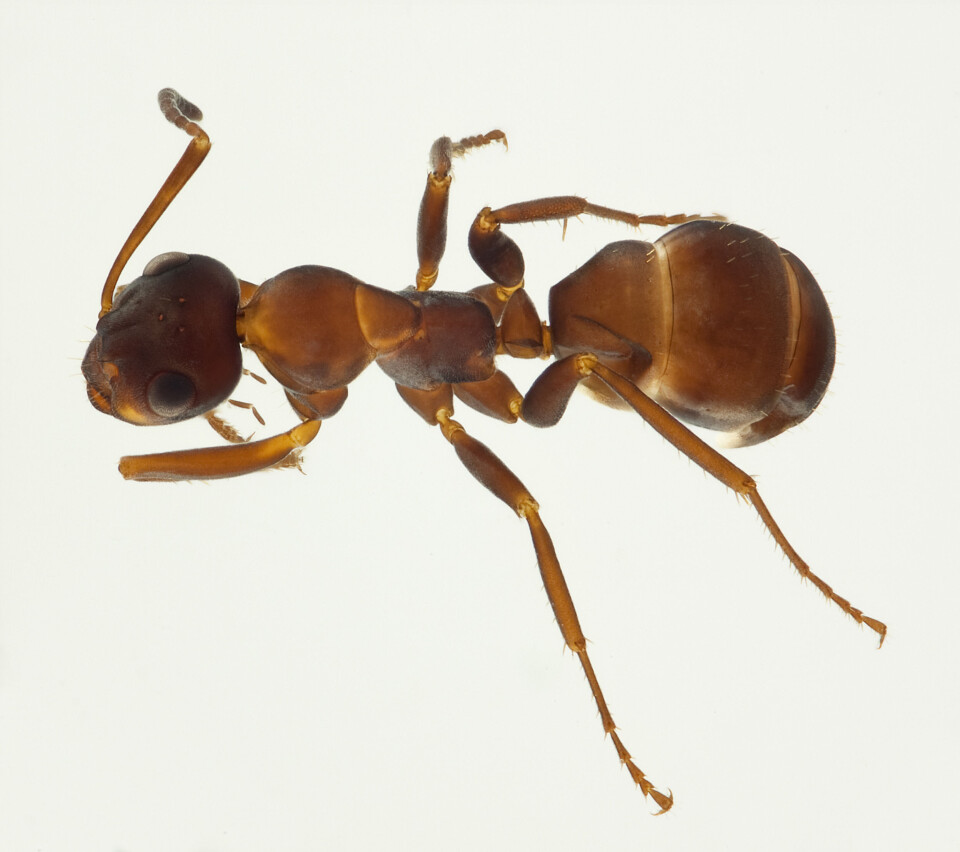 Formica cunicularia er foreslått å hete 'Brunlig sauemaur'. (Foto: Karsten Sund, NHM)
