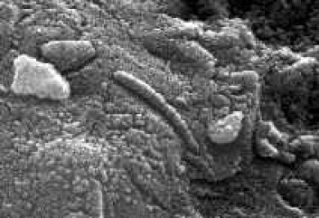 "Mulige fossile marsboere." "Mulige fossile marsboere."