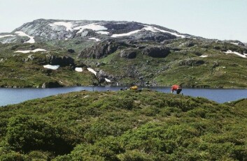 Fra arkeologisk forundersøking av ein rundt 6 000 år gammal steinalderbuplass ved Vestre Gyvatnet i Blåsjø-området i Setesdal Vesthei. Terrengplassereinga er typisk for buplassar brukt i samband med villreinjakt i fjellet i Sør-Norge i forhistorisk tid. (Foto: Arkeologisk museum, Universitetet i Stavanger) Fra arkeologisk forundersøking av ein rundt 6 000 år gammal steinalderbuplass ved Vestre Gyvatnet i Blåsjø-området i Setesdal Vesthei. Terrengplassereinga er typisk for buplassar brukt i samband med villreinjakt i fjellet i Sør-Norge i forhistorisk tid. (Foto: Arkeologisk museum, Universitetet i Stavanger)