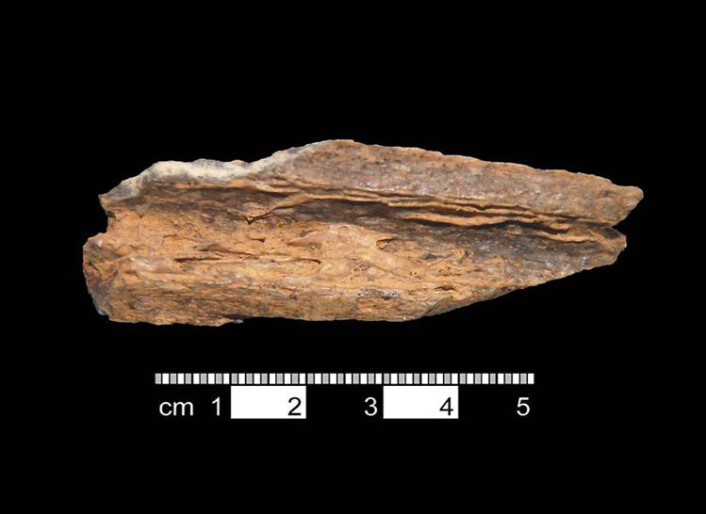 Nærbilde av et neandertalbein funnet i Vindija-grotten i Kroatia. (Foto: Christine Verna MPI-EVA) Nærbilde av et neandertalbein funnet i Vindija-grotten i Kroatia. (Foto: Christine Verna MPI-EVA)