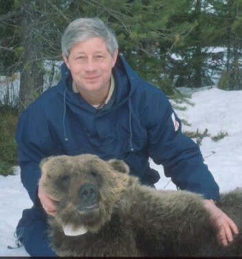 Jon Swenson med et bedøvet eksemplar av vår egen brunbjørn. Jon Swenson med et bedøvet eksemplar av vår egen brunbjørn.