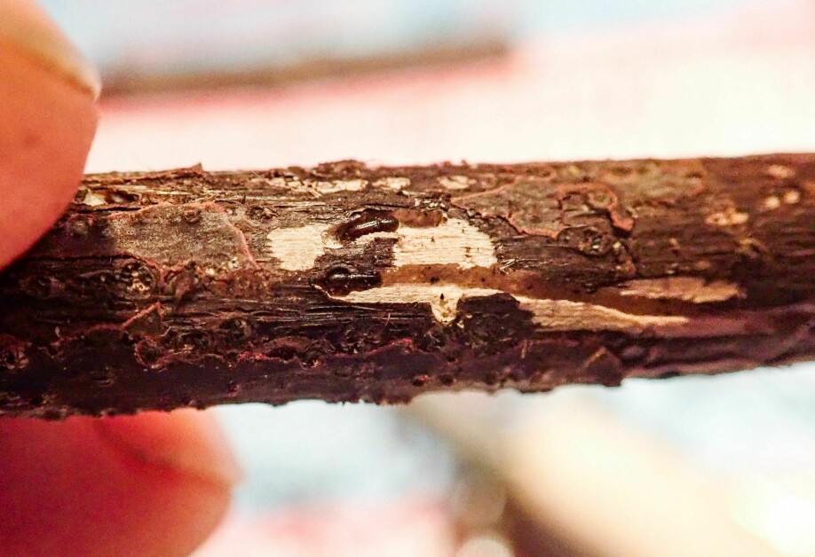 Hasselbarkbillen lever under tynn bark og gnager gangsystemene ganske dypt i yteveden.