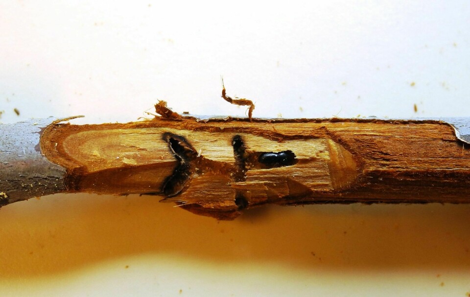 Typiske morganger av svart frukttreborer. Den mørke misfargingen i gangene er forårsaket av soppen som larvene lever av.
