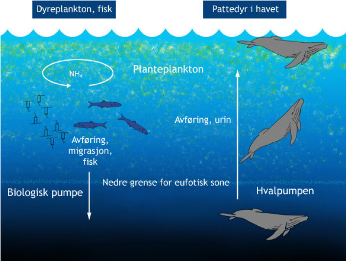 Modell av "hvalpumpen", som frakter nitrogen fra dypet opp til sonen der planteplankton kan utnytte den i fotosyntesen. (Figur: Hentet fra artikkel i PLoS one, doi:10.1371/journal.pone.0013255.g001, tilpasset av forskning.no) Modell av "hvalpumpen", som frakter nitrogen fra dypet opp til sonen der planteplankton kan utnytte den i fotosyntesen. (Figur: Hentet fra artikkel i PLoS one, doi:10.1371/journal.pone.0013255.g001, tilpasset av forskning.no)