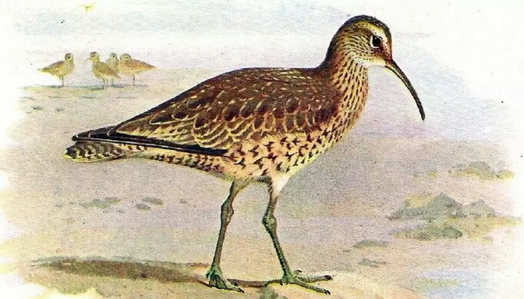 Eskimospoven var tidligere en tallrik fugl i Nord-Amerika, for så å forsvinne. Siste sikre observasjon av fuglen er fra 1963.