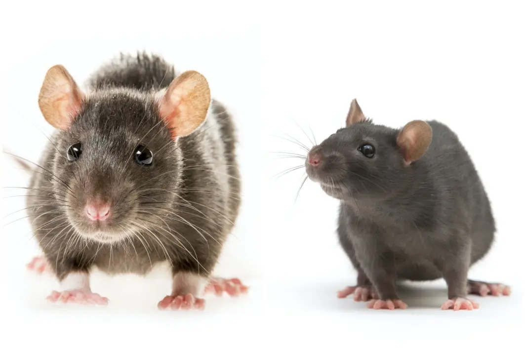 Brunrotta Rattus norvegicus til venstre har lyktes med å spre seg til hele jorda, unntatt Antarktis og noen øyer utenfor New Zealand. Men svartrotta Rattus rattus til høyre holder stand i varmere strøk. Brunrotta Rattus norvegicus til venstre har lyktes med å spre seg til hele jorda, unntatt Antarktis og noen øyer utenfor New Zealand. Men svartrotta Rattus rattus til høyre holder stand i varmere strøk.