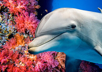 Se delfinene bruke korall som vaskebørste