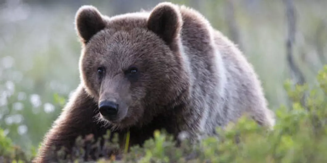 Rovdata beregner antall brunbjørner i Norge.