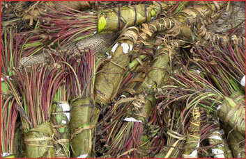 Bunter med rusmiddelet khat. (Foto: Wikipedia Commons) Bunter med rusmiddelet khat. (Foto: Wikipedia Commons)