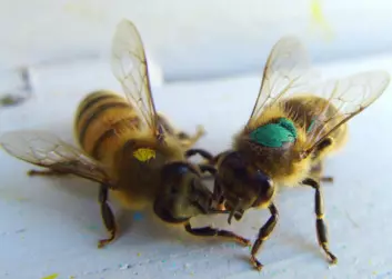Biene er merket etter læringsevne (Foto: Bente Smedal, UMB)