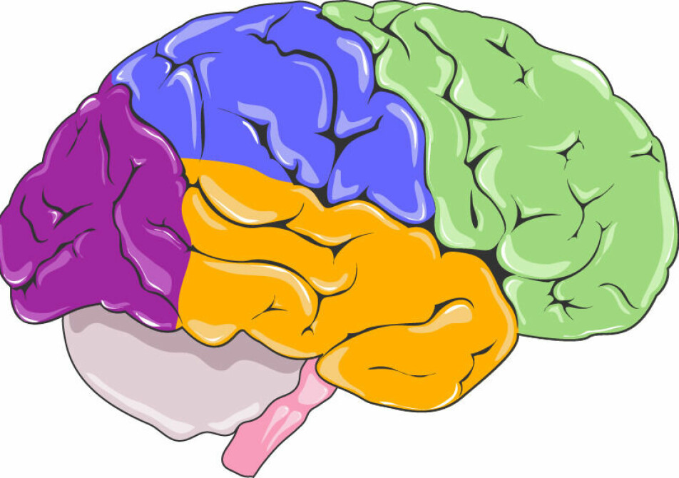 Pannelappen (grønn) ligger helt forrest i hjernen. Det er en del av storehjernen, som ofte deles inn i fire hoveddeler.