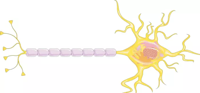 Hjernecellene vi snakker om her er nerveceller, også kalt nevroner. En nervecelle sender elektriske beskjeder gjennom en lang tråd beskyttet av et fettete stoff (lilla). Små tråder i enden av cellen fester seg til nerveceller andre steder i hjernen.