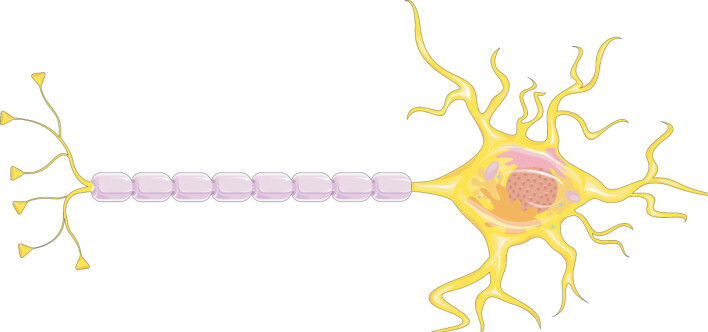 Hjernecellene vi snakker om her er nerveceller, også kalt nevroner. En nervecelle sender elektriske beskjeder gjennom en lang tråd beskyttet av et fettete stoff (lilla). Små tråder i enden av cellen fester seg til nerveceller andre steder i hjernen.