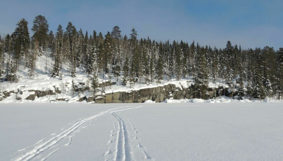 På tur over den snølagte innsjøen i Sverige nærmer vi oss en fjellvegg. Et typisk sted hvor steinaldermenneskene i Norden lagde kunsten sin.