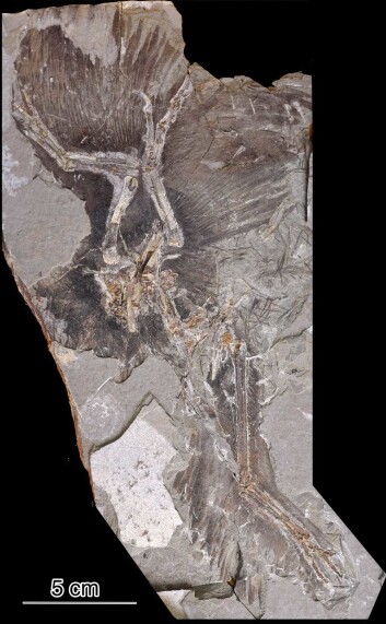 Forskerne hentet fargeprøvene fra dette fossilet av Anchiornis huxleyi. Forskerne hentet fargeprøvene fra dette fossilet av Anchiornis huxleyi.