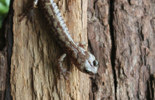 Denne salamanderen hopper fra verdens høyeste trær uten å dø