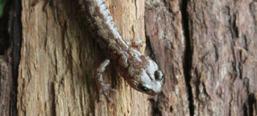 Denne salamanderen hopper fra verdens høyeste trær uten å dø