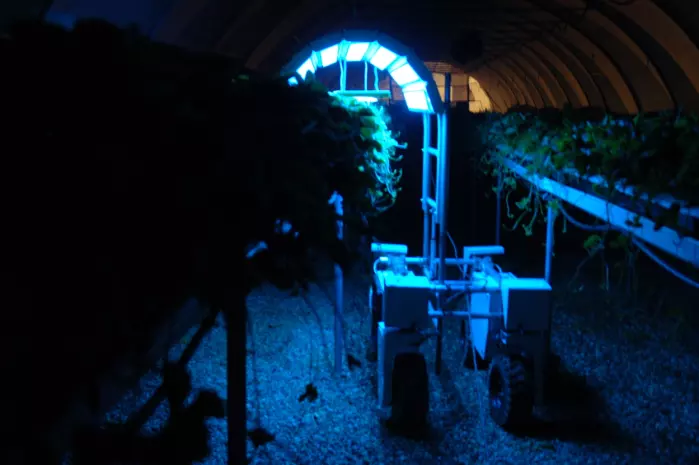 Plantene utsettes for UV-lys om natten 2-3 ganger i uka.