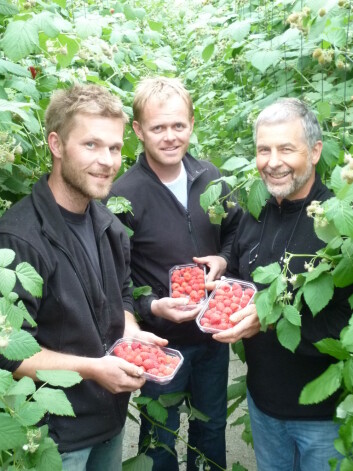 Produsentene Stig Jakob Hanasand og Jone Wiig sammen med prosjektleder Åge Jørgensen (t.h.). (Foto: Bioforsk) Produsentene Stig Jakob Hanasand og Jone Wiig sammen med prosjektleder Åge Jørgensen (t.h.). (Foto: Bioforsk)