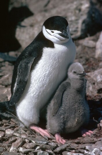 Chinstrap-pingviner. (Foto: British Antarctic Survey) Chinstrap-pingviner. (Foto: British Antarctic Survey)