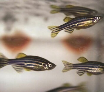 I sebrafisk finnes de samme celletypene som dør i parkinsonspasienter, og forskerne kan fremkalle Parkinsons-lignende symptomer. Foto: Elin Fugelsnes