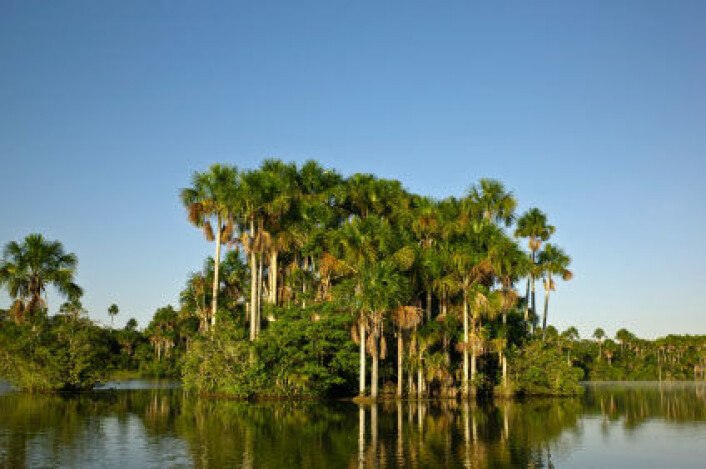 Støv fra Sahara gjødsler Amazonas. (Foto: iStockphoto) Støv fra Sahara gjødsler Amazonas. (Foto: iStockphoto)