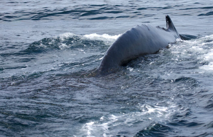 En knølhval slipper ut avføring i havet utenfor kysten av Maine. (Foto: Joe Roman, University of Vermont) En knølhval slipper ut avføring i havet utenfor kysten av Maine. (Foto: Joe Roman, University of Vermont)