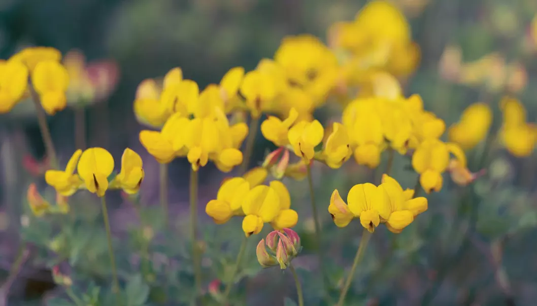 Bilde 6. Tiriltunge lyser opp med dei særprega, gule blomstrane sine. Denne ville planten har eit unytta potensial som hageblomster. Foto: Wikimedia Commons