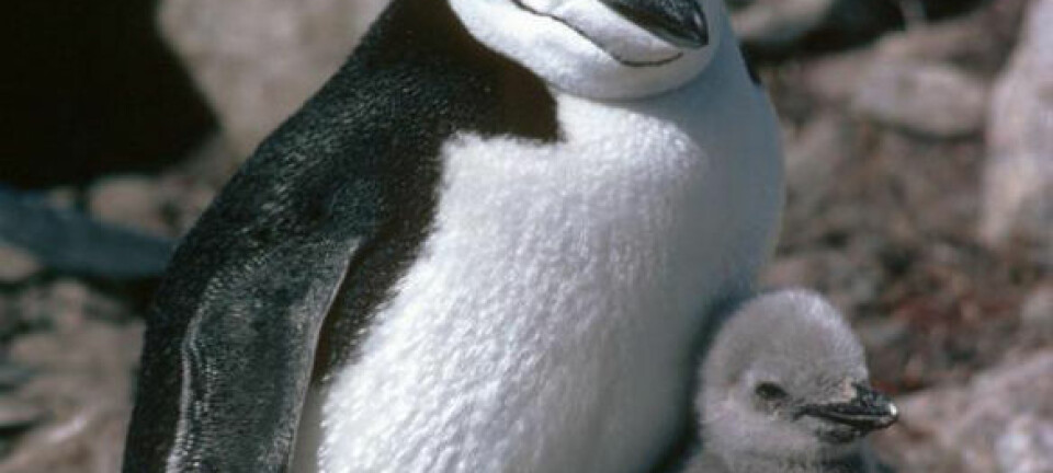 Chinstrap-pingviner. (Foto: Image courtesy of BAS)