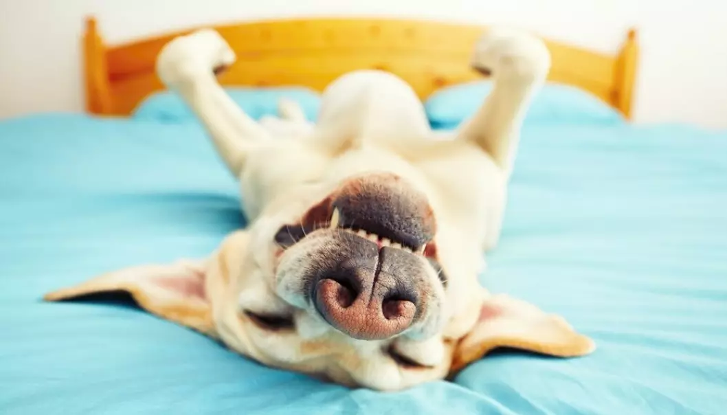 Hunder, akkurat som mennesker, har ulike stadier av søvn, blant annet REM-søvn, der den kan drømme.