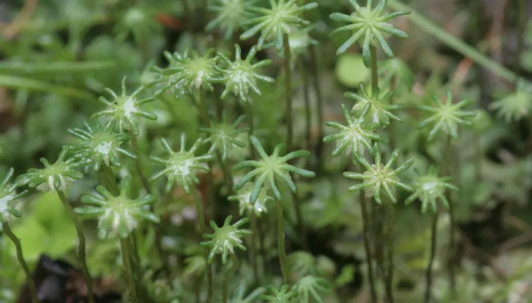 Vasstvare (Marchantia polymorpha) er en av våre tidligste og aller mest primitive planter.