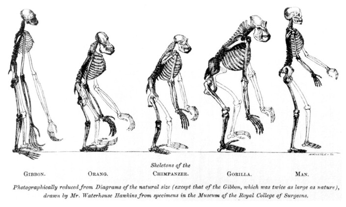 "En illustrasjon fra Thomas Huxleys bok Man's Place in Nature fra 1863. (Illustrasjon: Wikimedia Commons)" "En illustrasjon fra Thomas Huxleys bok Man's Place in Nature fra 1863. (Illustrasjon: Wikimedia Commons)"