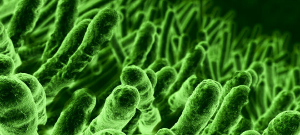 E.coli-bakterier. (Illustrasjonsfoto: iStockphoto)
