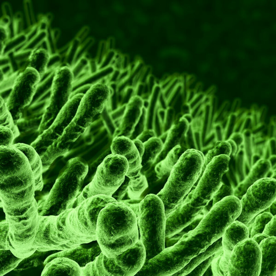 E.coli-bakterier. (Illustrasjonsfoto: iStockphoto)