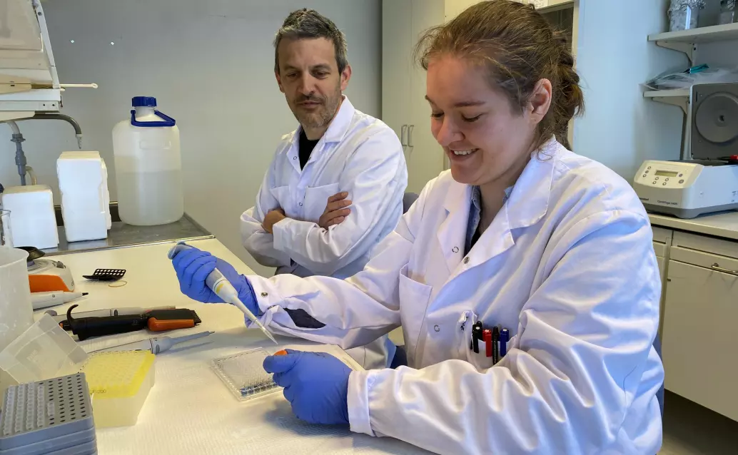 Professor Jerome Ruzzin og stipendiat Sophie E. Bresson ved Avdeling for molekylærmedisin på Universitetet i Oslo jobber med celleforsøk.
